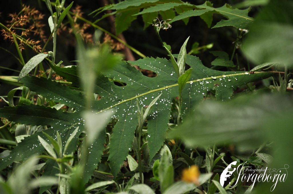 El sentido profundo detrás de JorgeBorja.com